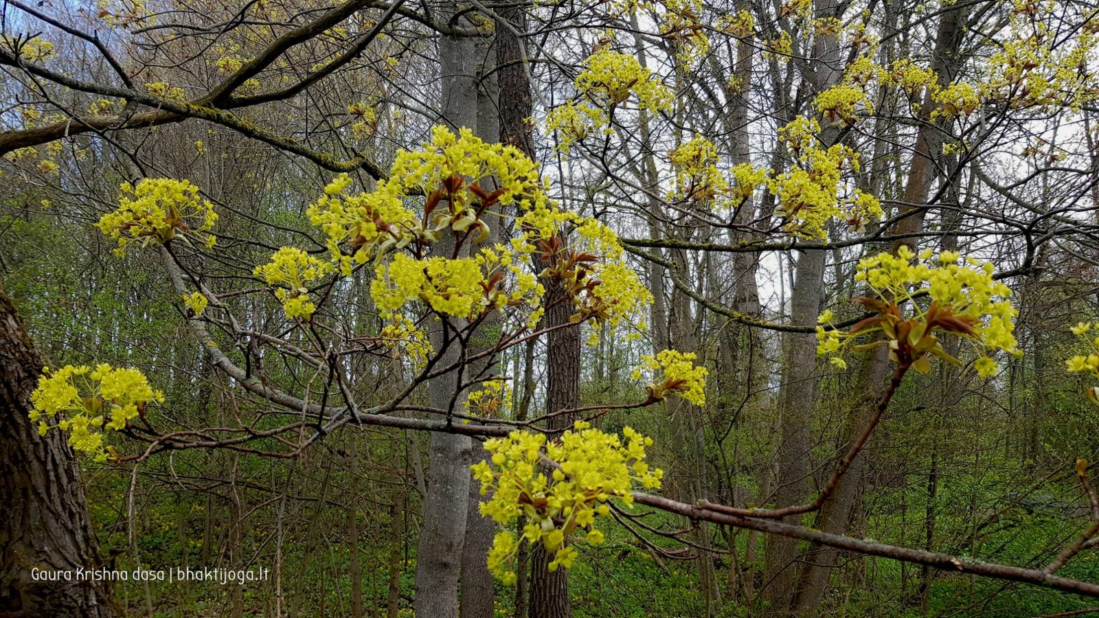  skinderiskio dendrologinis parkas 2021 05 08